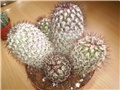 mammillaria